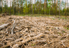 Règlement « déforestation » : un an supplémentaire pour s&rsquo;y conformer
