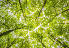 Décryptage de la COP 16 Biodiversité
