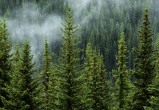resultats-de-la-cop-16-biodiversite